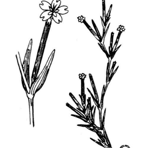 Dianthus nudiflorus Other