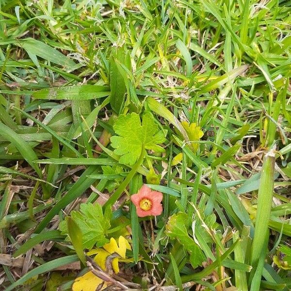 Modiola caroliniana Flower