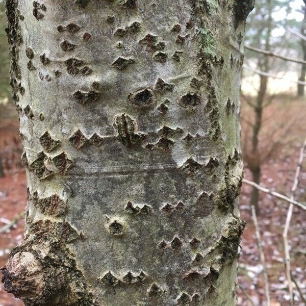 Populus alba Casca