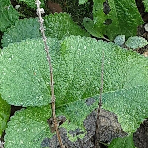 Phlomoides tuberosa Лист