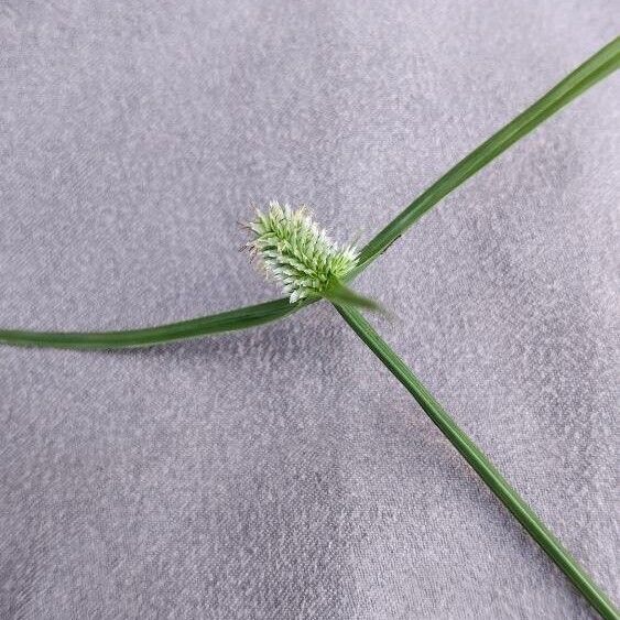 Cyperus sesquiflorus Flower