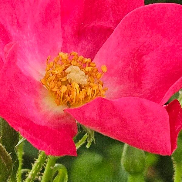 Rosa pendulina Floare