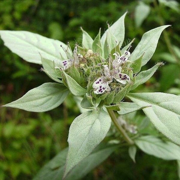 Pycnanthemum incanum Flower