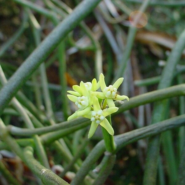 Cynanchum viminale Flor