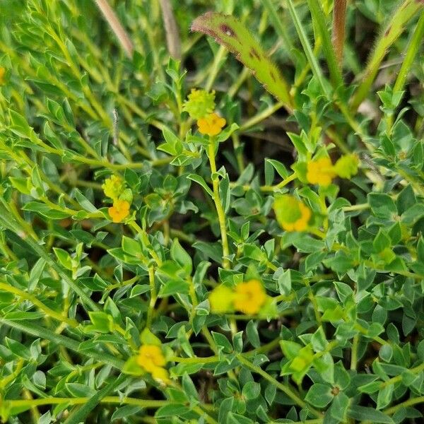 Euphorbia spinosa Blatt