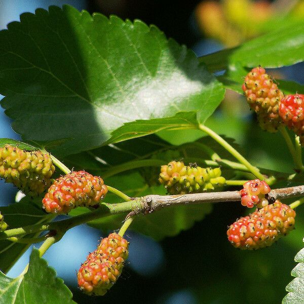 Morus nigra Fruit