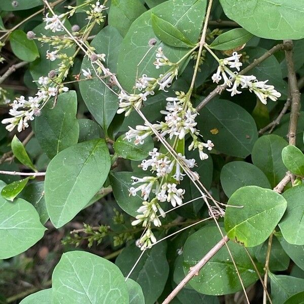 Ligustrum ovalifolium Leaf