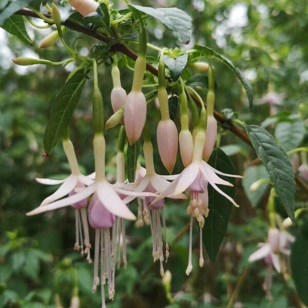 Fuchsia magellanica Flor