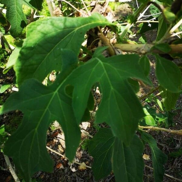 Montanoa hibiscifolia Hostoa