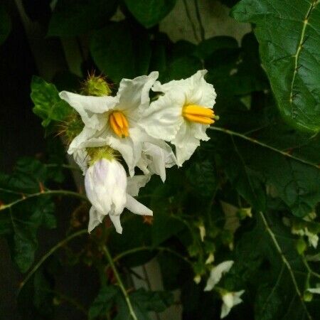 Solanum carolinense Кветка