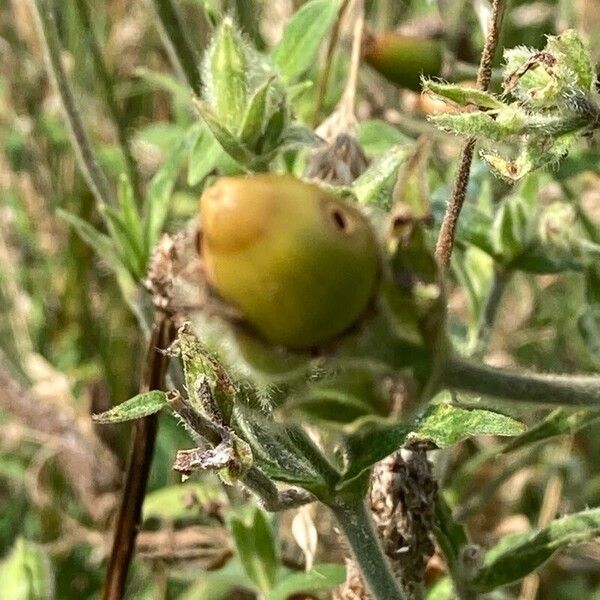 Silene noctiflora ফল