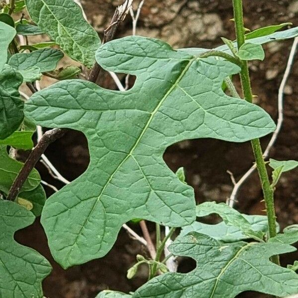 Solanum aculeastrum Leaf