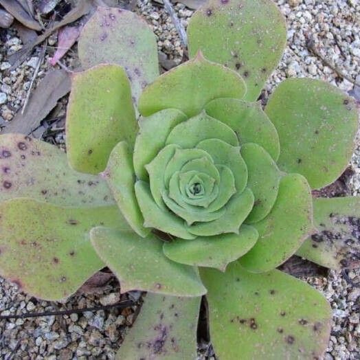 Aeonium canariense Агульны выгляд