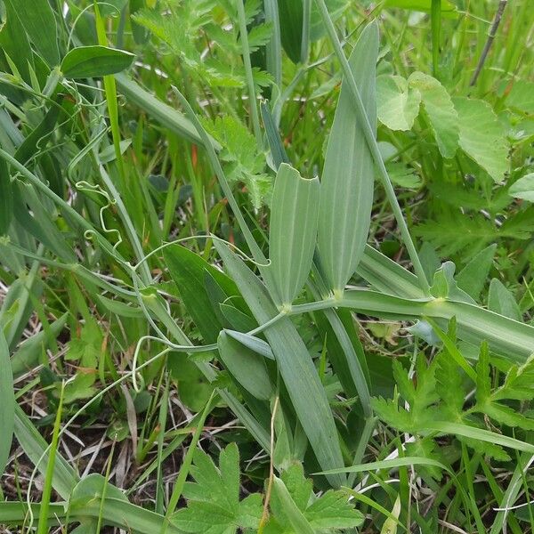 Lathyrus sylvestris Deilen