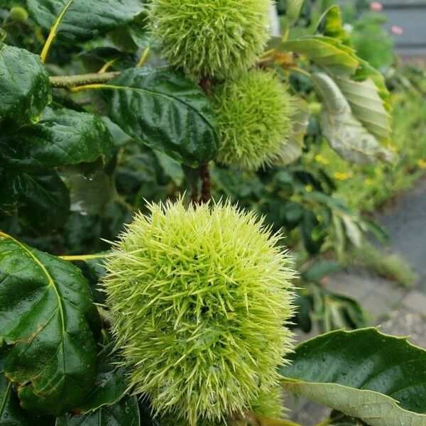 Castanea mollissima Fruit