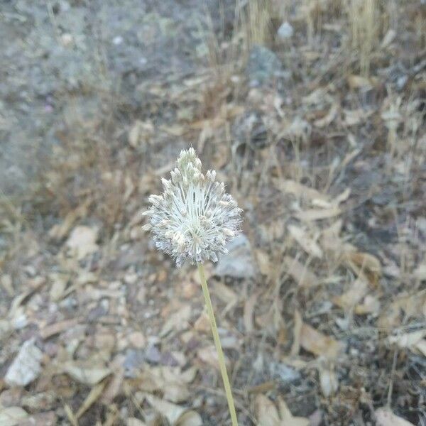 Allium guttatum Blomst