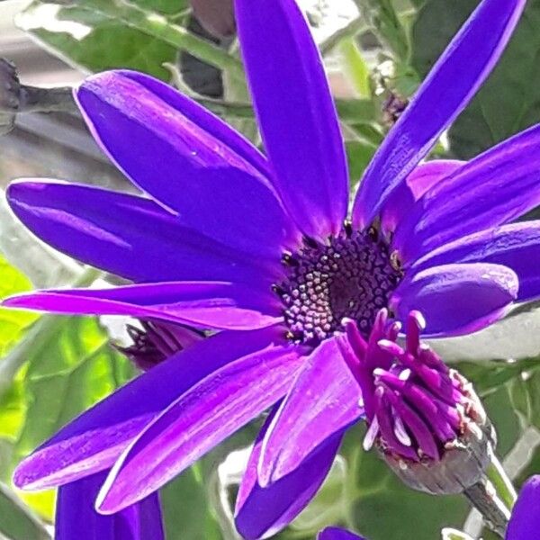 Pericallis lanata Flower