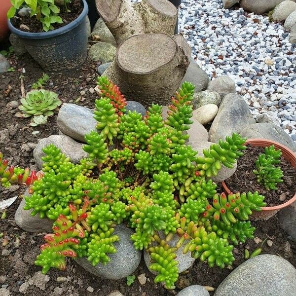 Sedum × rubrotinctum Листок