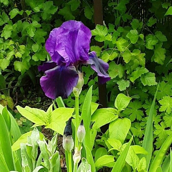 Iris × germanica ফুল