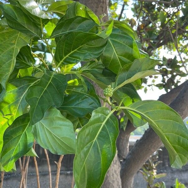 Morinda citrifolia Leaf