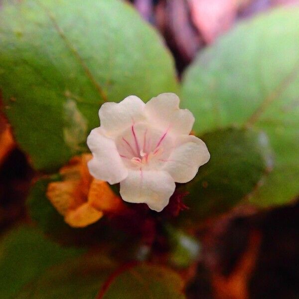 Strobilanthes reptans 花