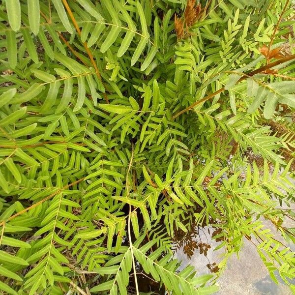 Osmunda regalis عادت داشتن