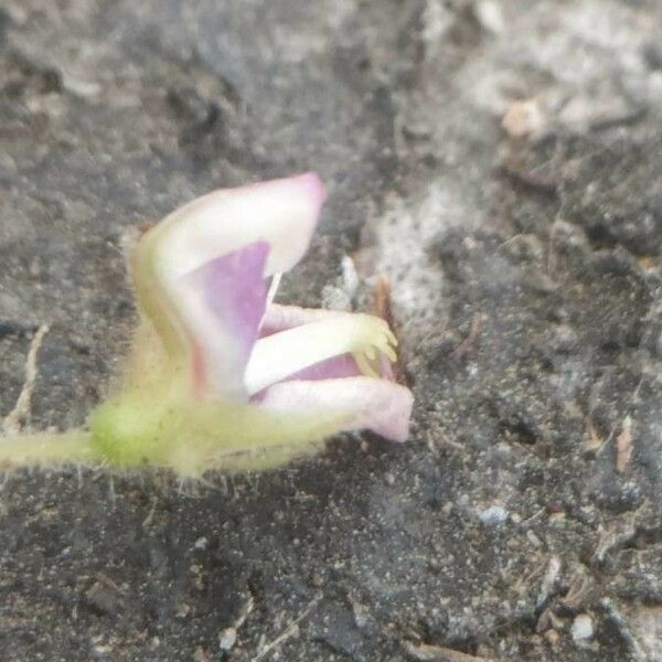 Desmodium tortuosum Blomma