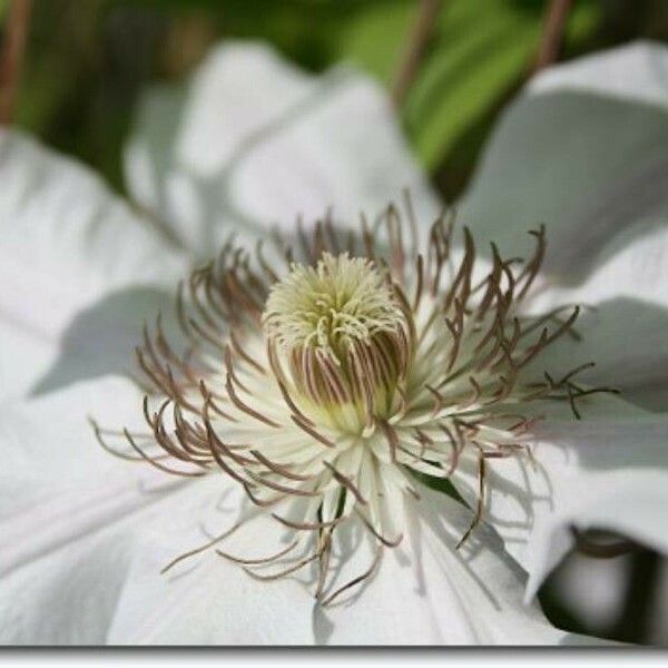 Clematis patens Flower