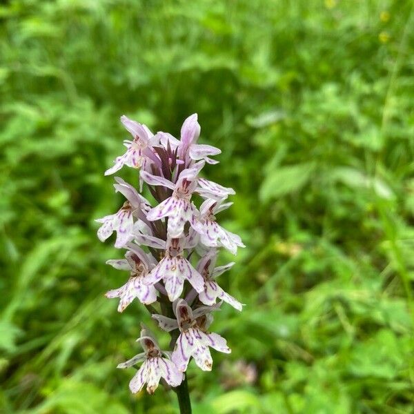 Dactylorhiza fuchsii Flor