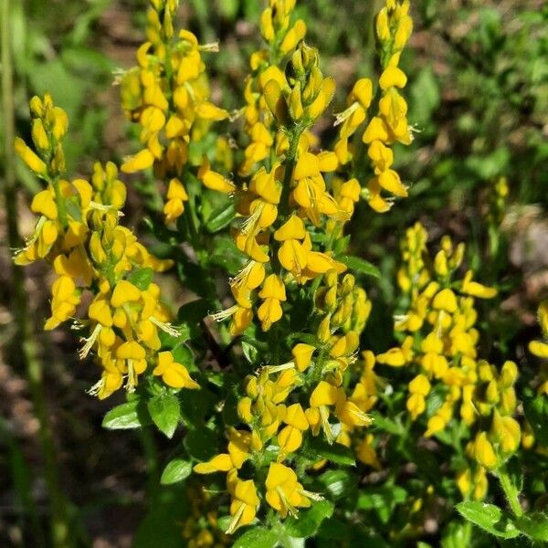 Genista germanica Flor