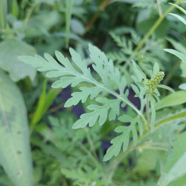 Ambrosia artemisiifolia List