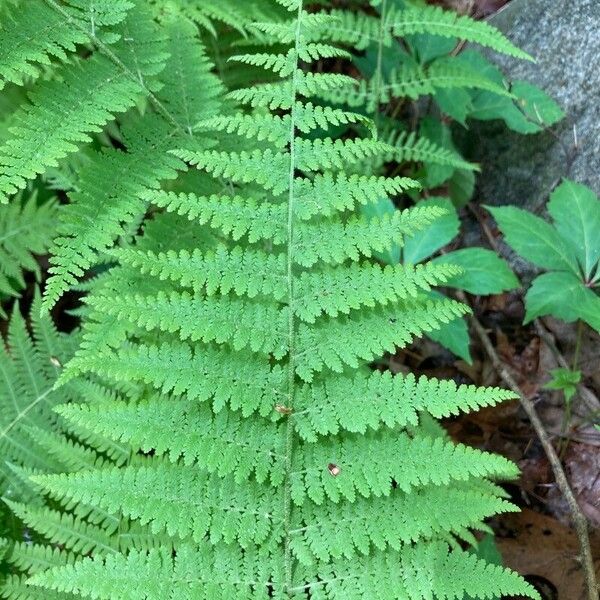 Dennstaedtia punctilobula Leaf