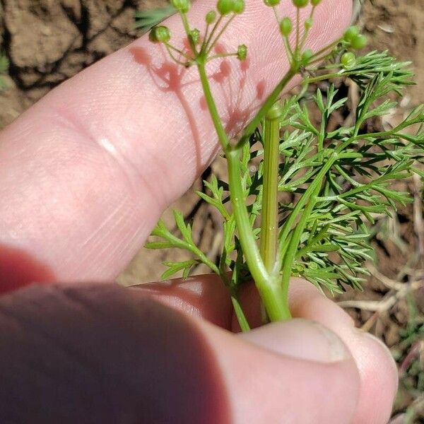 Cyclospermum leptophyllum Плод