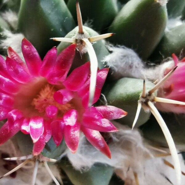 Mammillaria magnimamma Flower