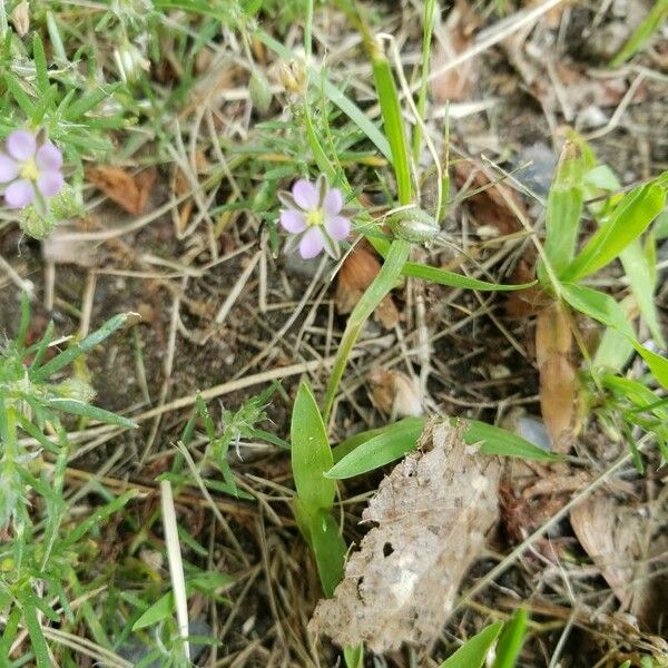 Spergularia rubra ᱵᱟᱦᱟ