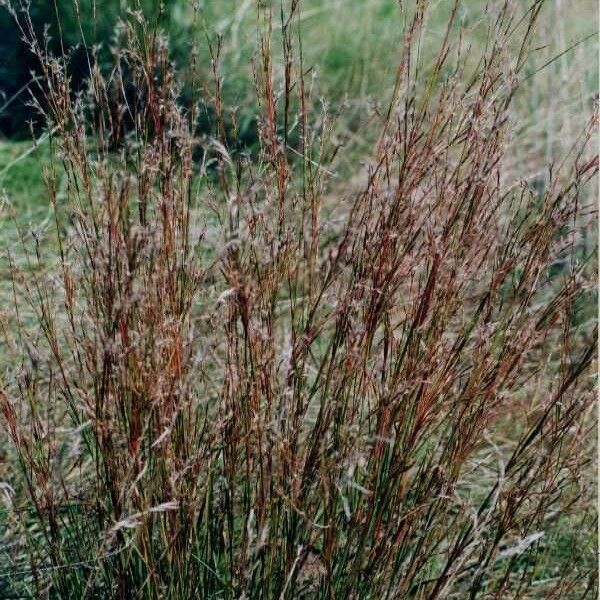 Schizachyrium scoparium Habit