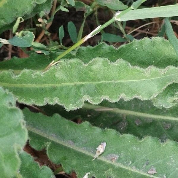 Picris hieracioides Leaf