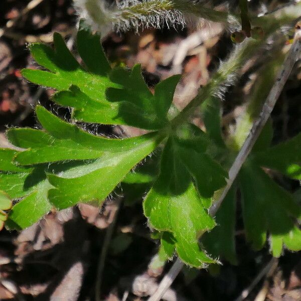 Anemone narcissiflora Leaf