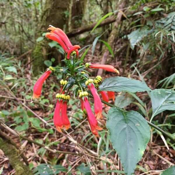 Centropogon solanifolius 花