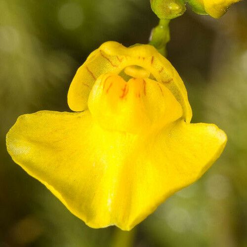 Utricularia intermedia Flower
