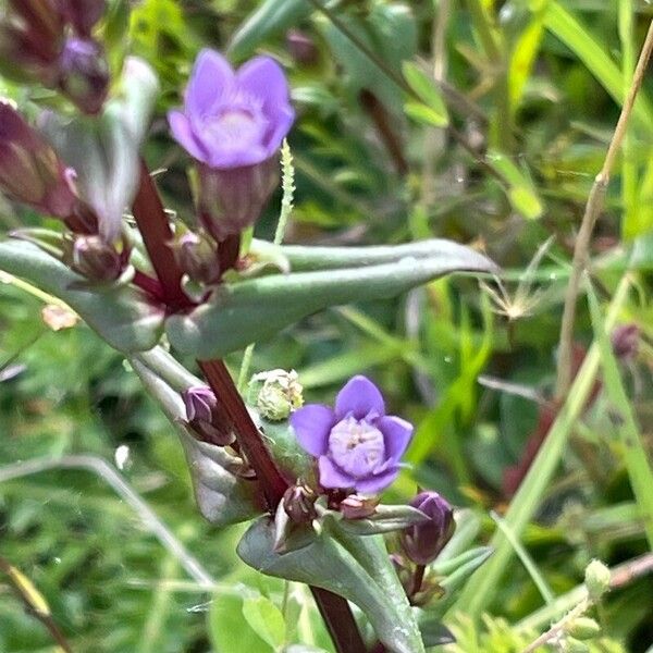 Gentianella amarella Flor