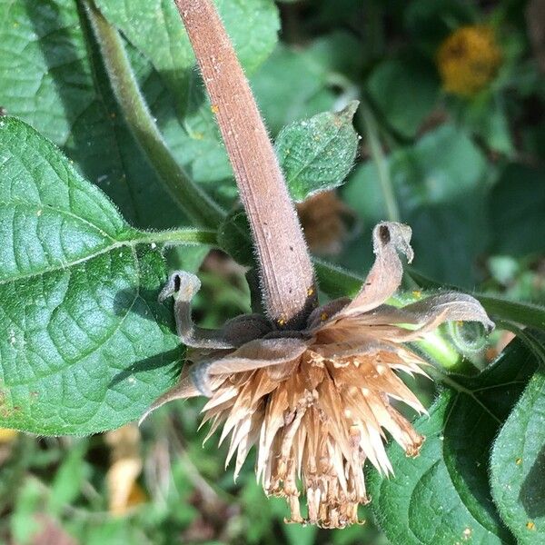 Tithonia rotundifolia 果實