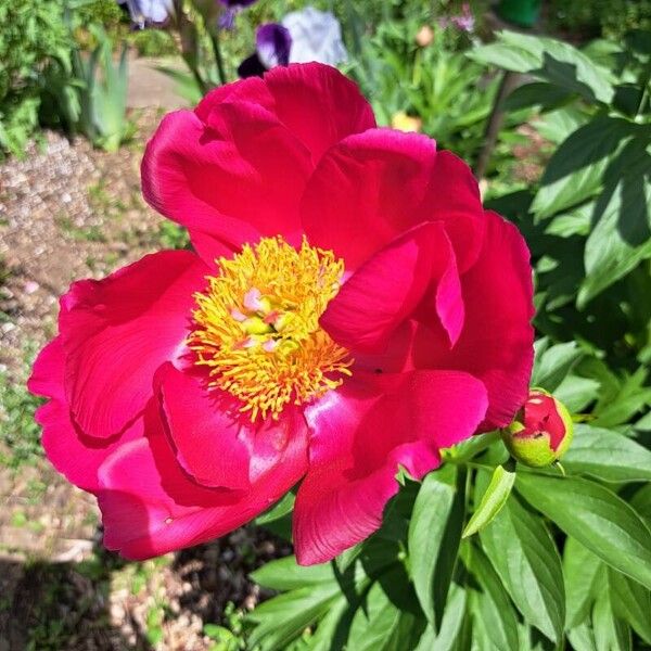 Paeonia lactiflora Flower