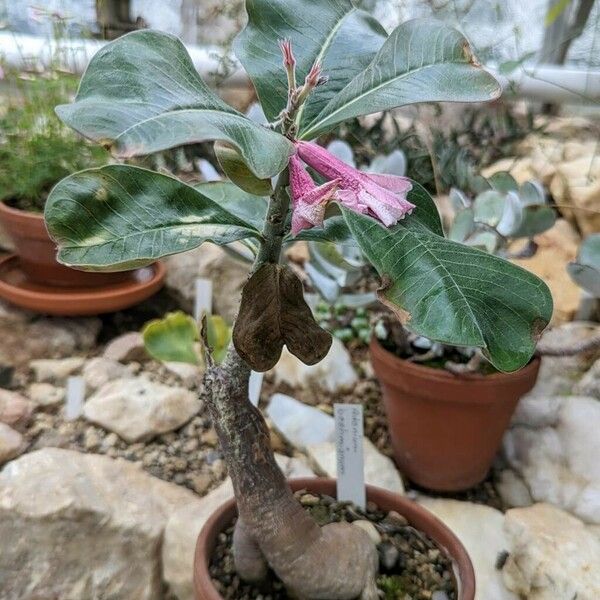 Adenium boehmianum Tervik taim