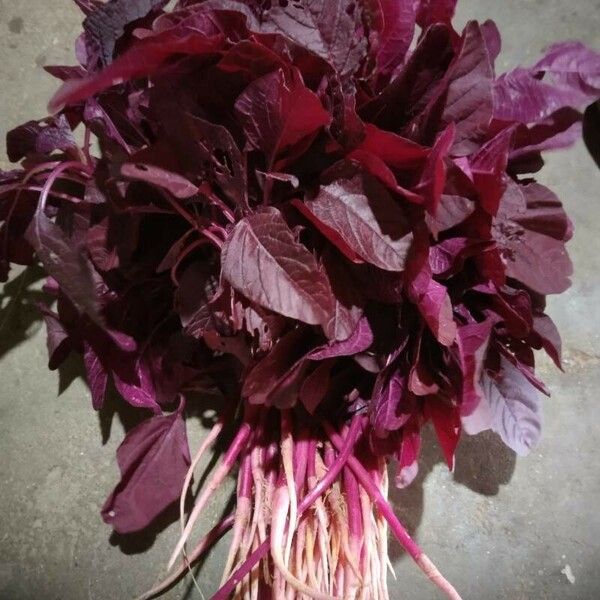 Amaranthus tricolor Blatt