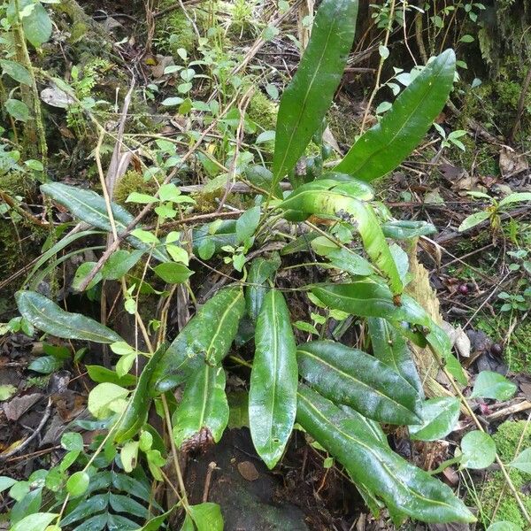 Elaphoglossum macropodium Habitat