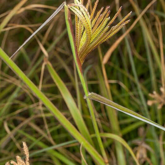 Chloris gayana Foglia