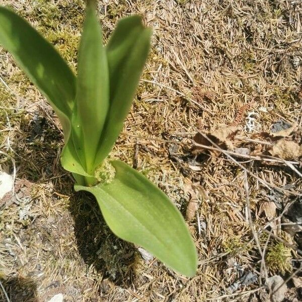 Orchis purpurea Lapas