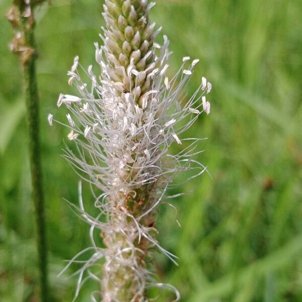 Plantago media Flower