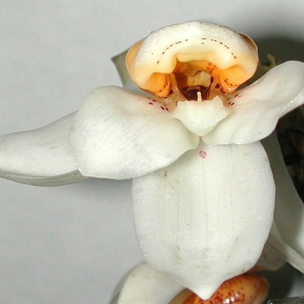 Stanhopea ecornuta Flor